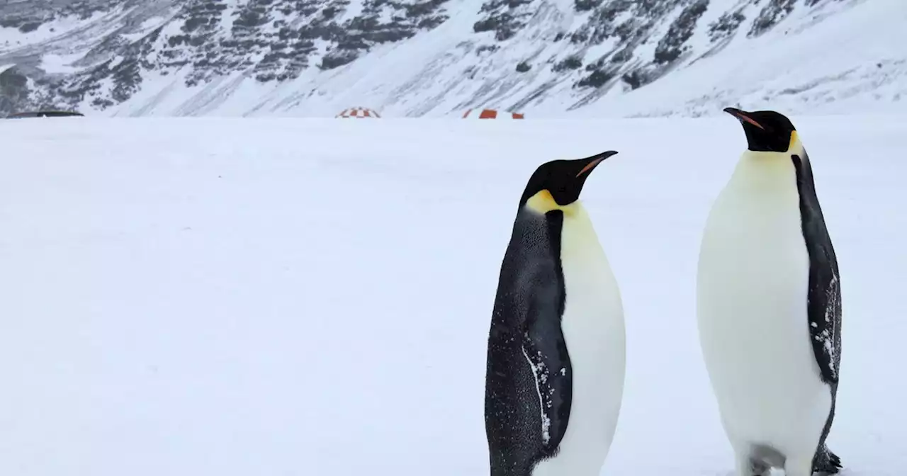 New Protections for Emperor Penguin Reflect 'Growing Extinction Crisis'