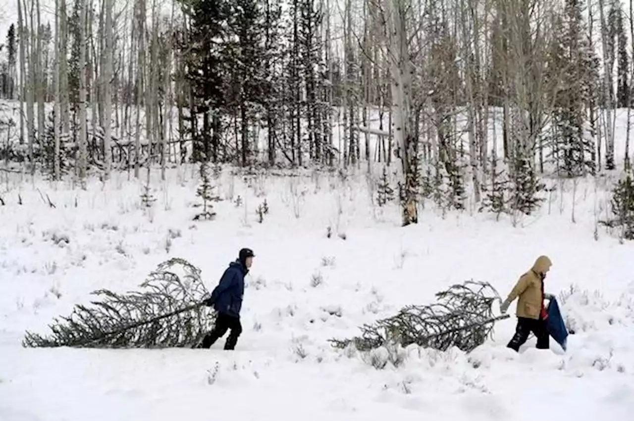 Christmas tree chopping permits coming soon at Golden Gate Canyon State Park