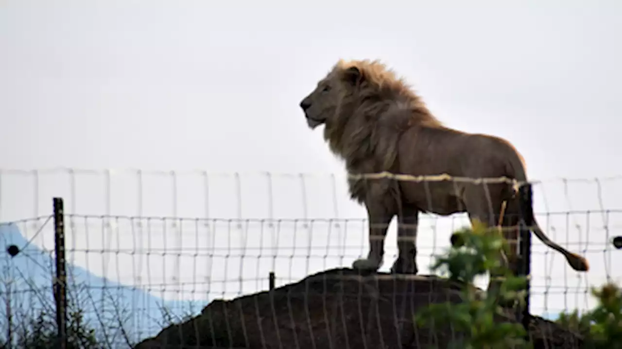 Two Ukrainian lions relocated to Eastern Cape