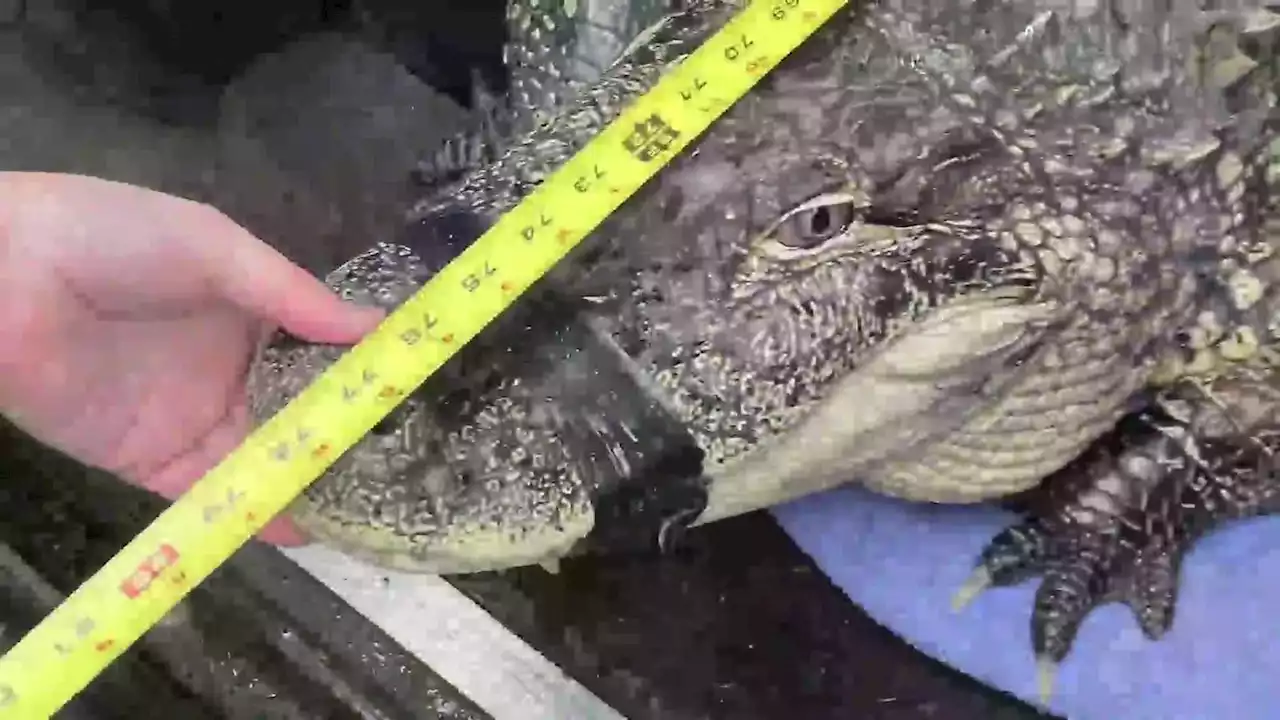 Seizure of 6-foot-plus gator living in tiny tub in Pierce County caught on camera