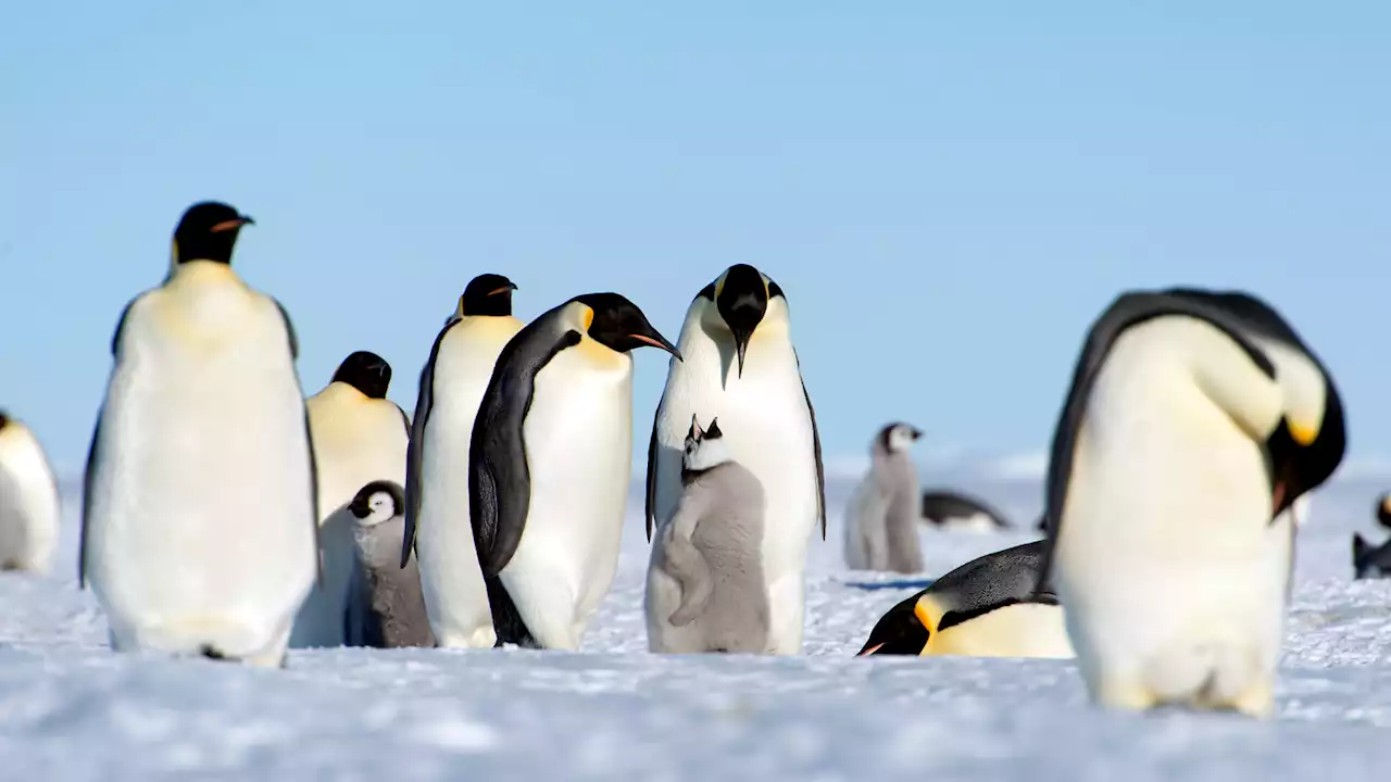 Emperor penguins will receive endangered species protections