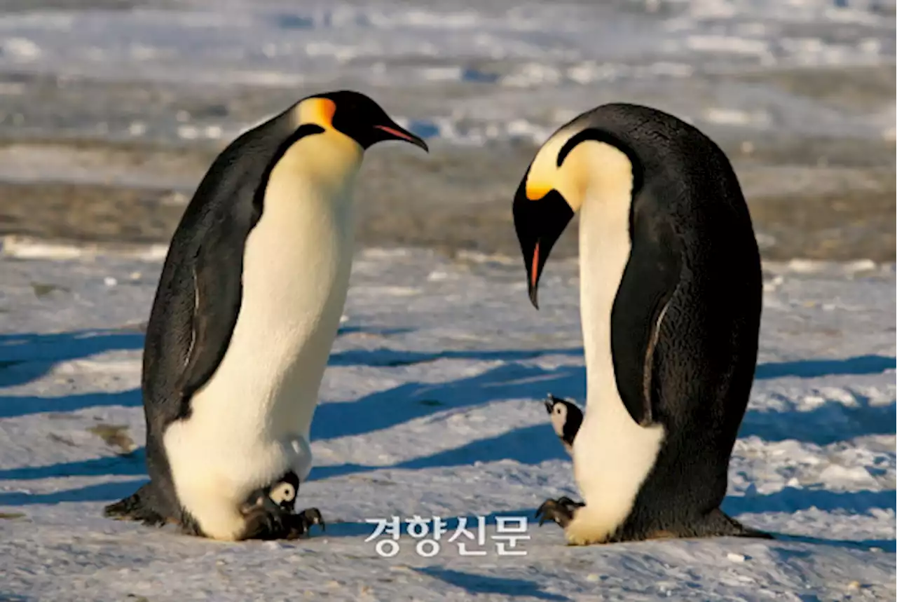 황제펭귄도 멸종위기종 됐다