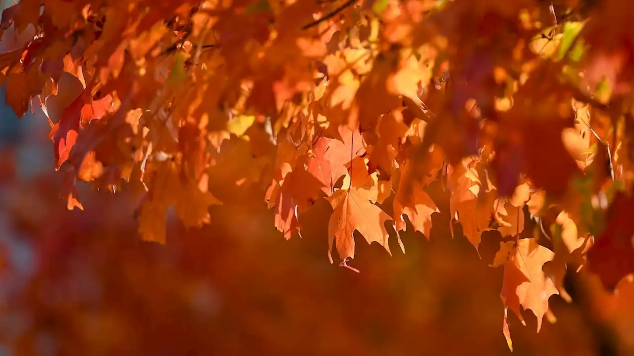 How climate change disrupts fall foliage