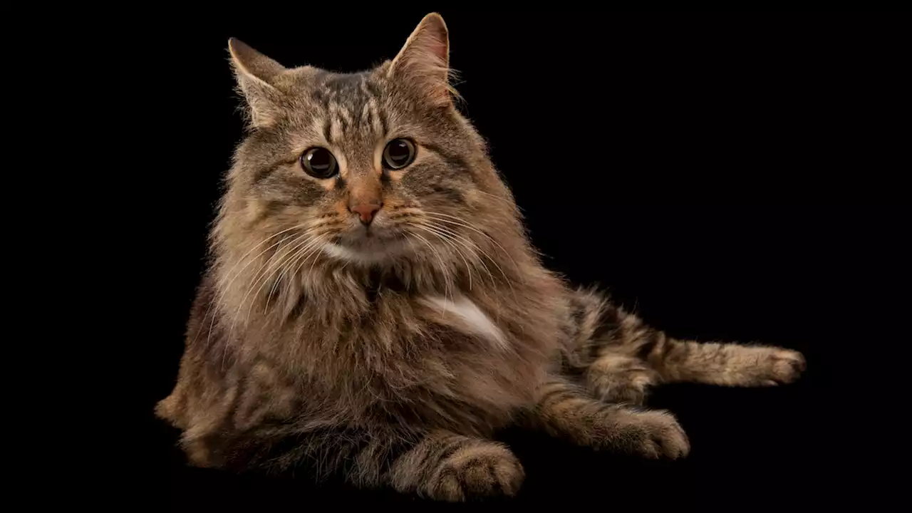 Your cat can recognize your voice. Yes, really.