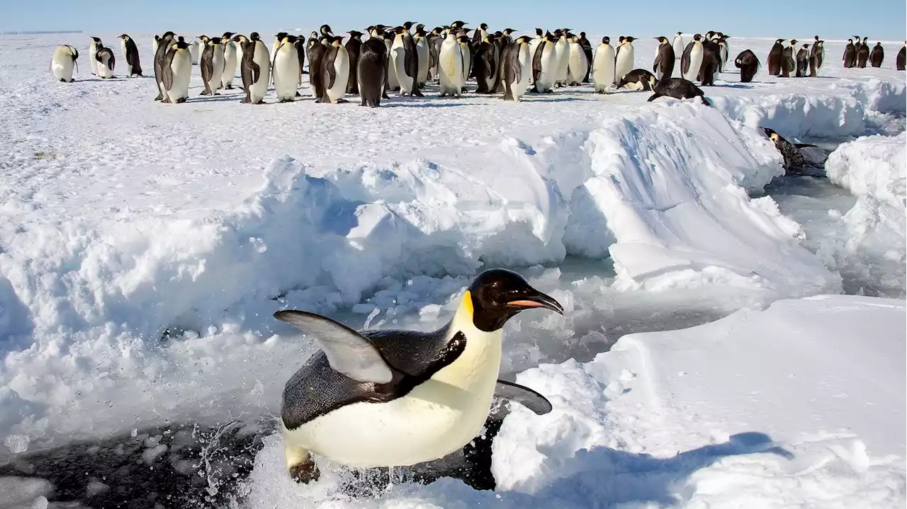 Emperor penguins will receive endangered species protections