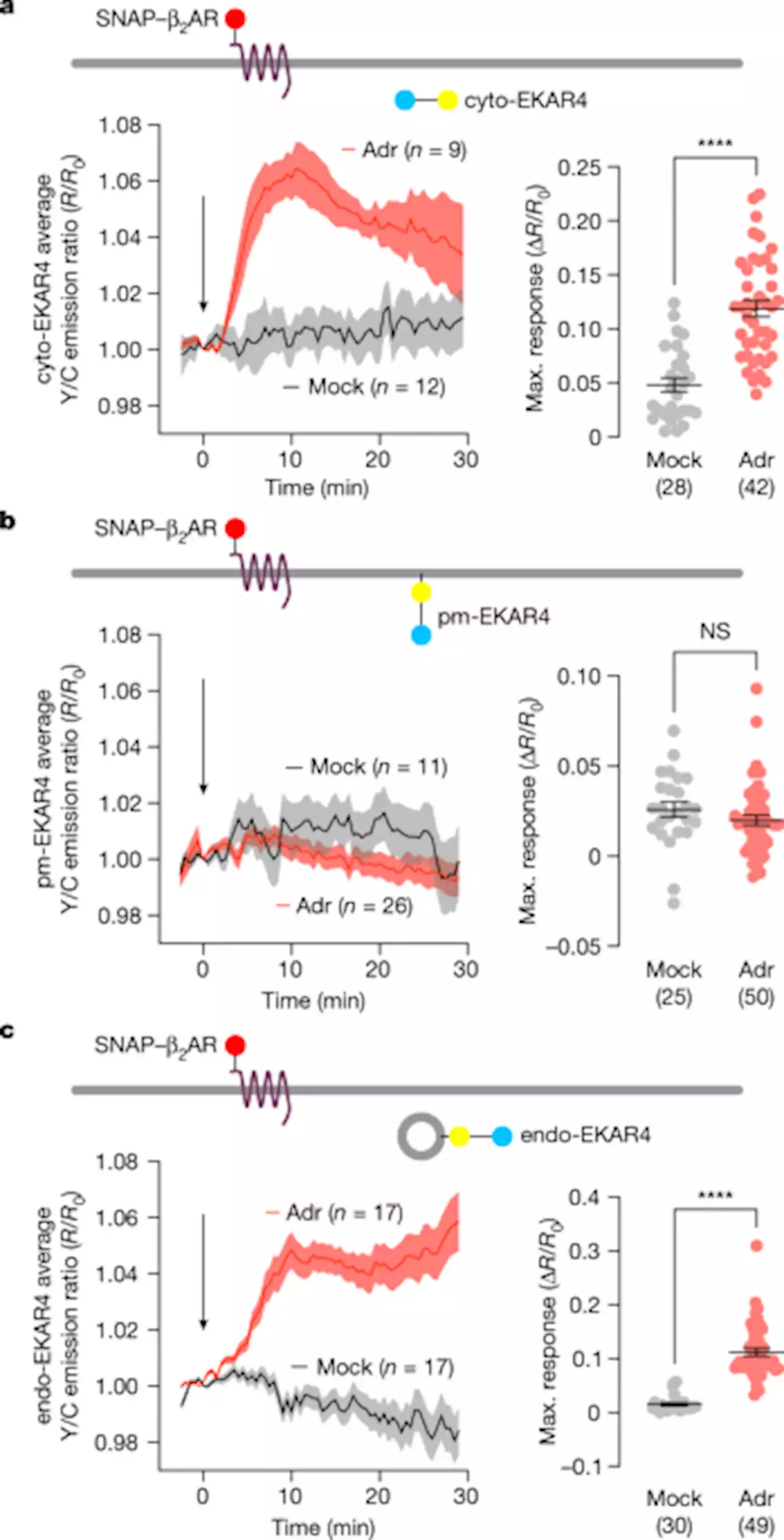 Non-canonical β-adrenergic activation of ERK at endosomes - Nature