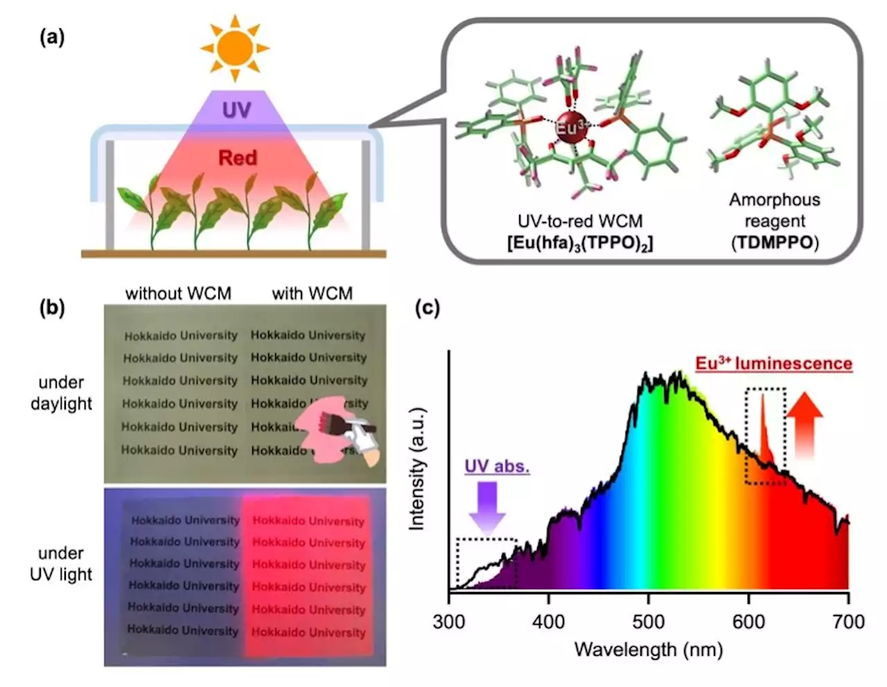 UV-to-red light converting films accelerate plant growth, could help improve global food supply issues