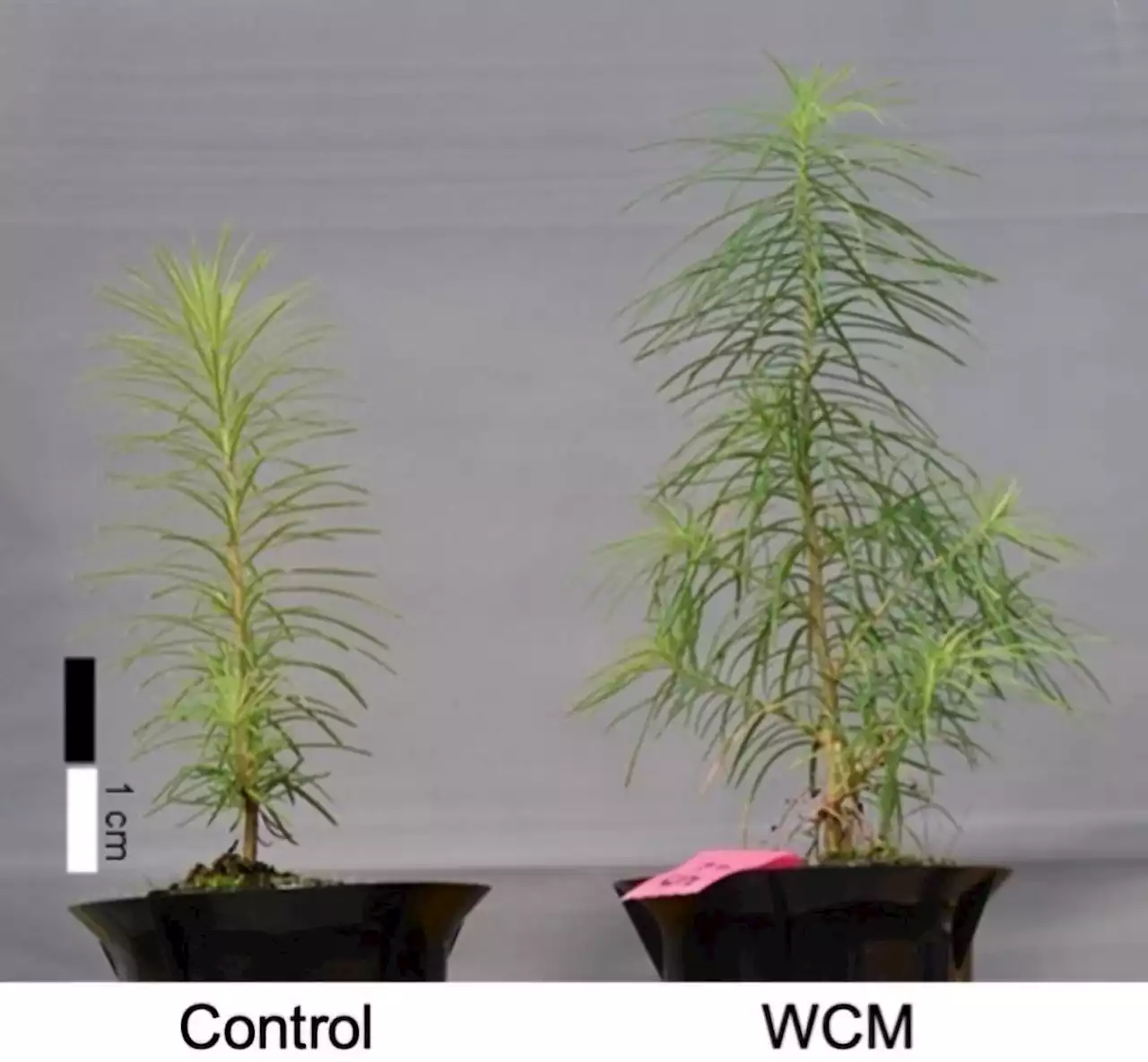 Accelerating Plant Growth With Film That Converts UV Light to Red Light