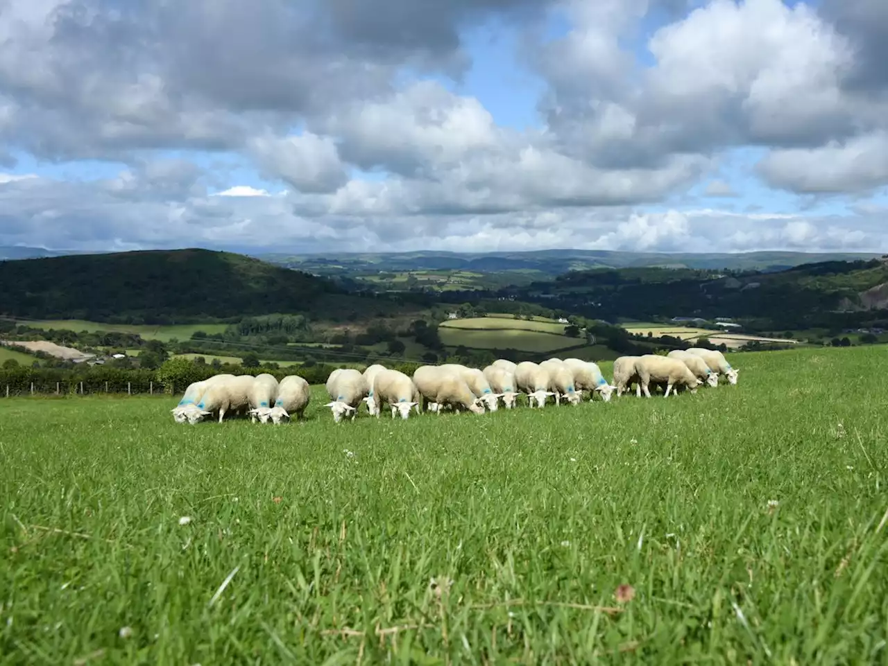 Sheepish response to Shropshire border MP as lamb on menu at Prime Minister's question time