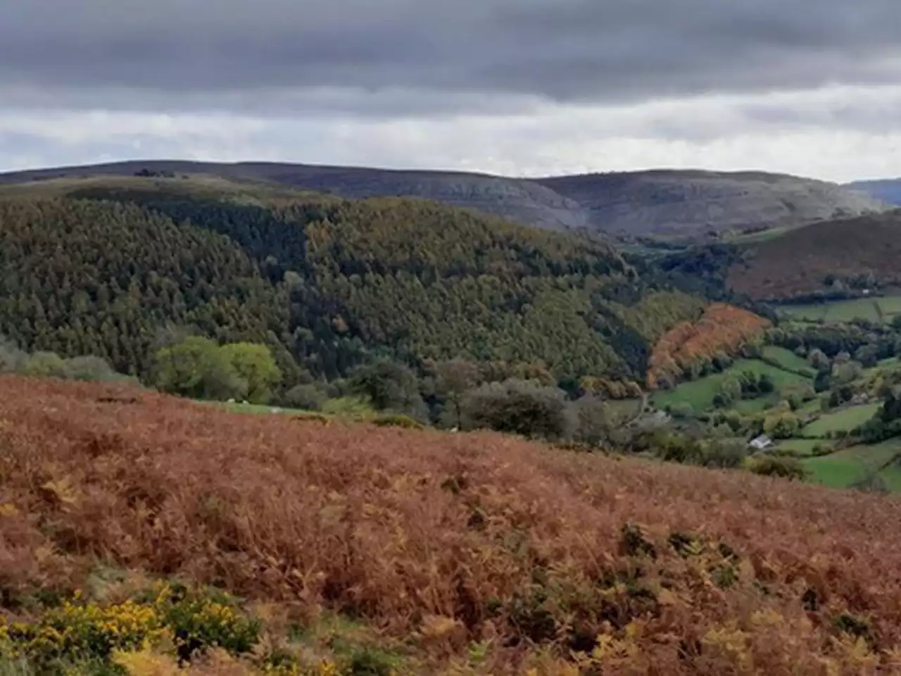 Trees to be felled at woodland to prevent spread of disease