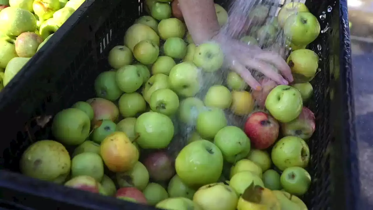 Utah volunteers help turn 5,000 pounds of ugly apples into juice and hard cider