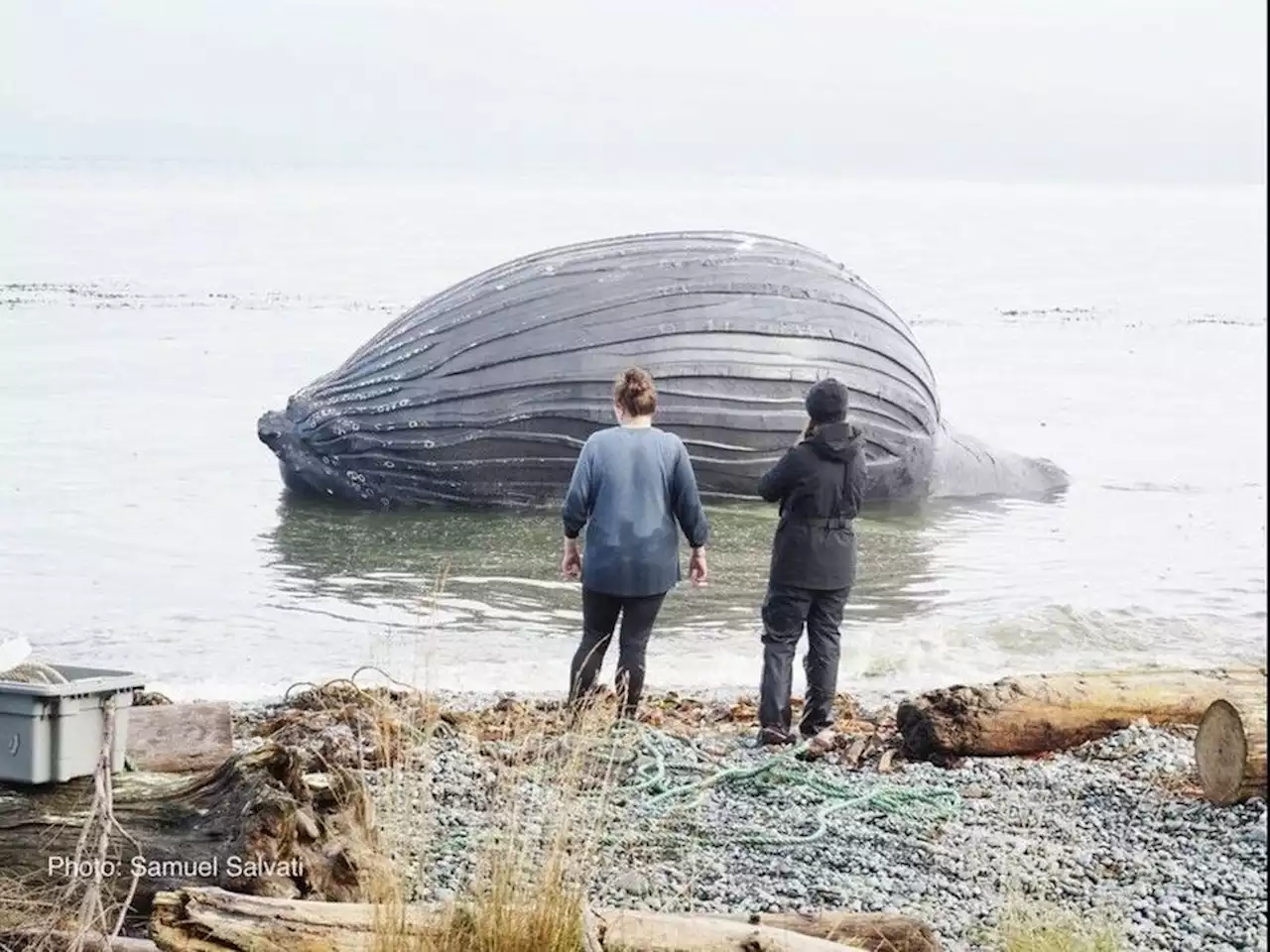 Female humpback whale found dead off B.C.'s Malcolm Island