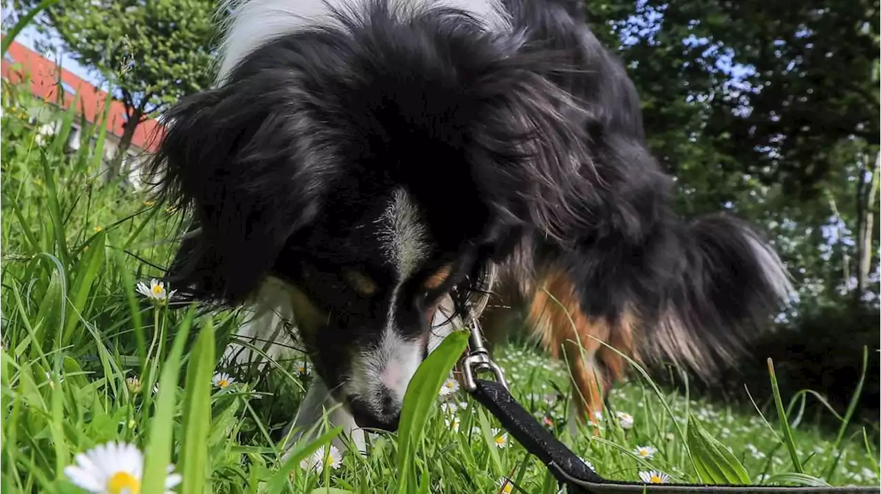 oberneulander gruppe warnt vor hundegift