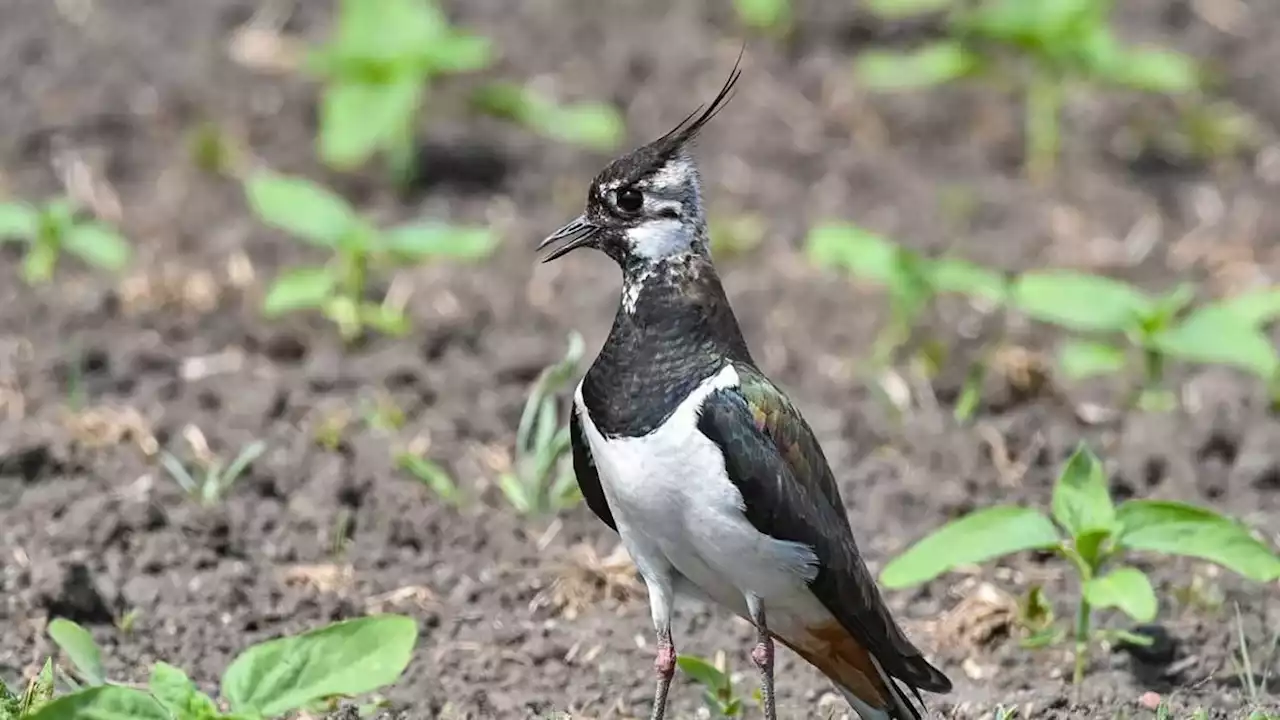 immer weniger vögel in niedersachsen und bremen: was sind die gründe?