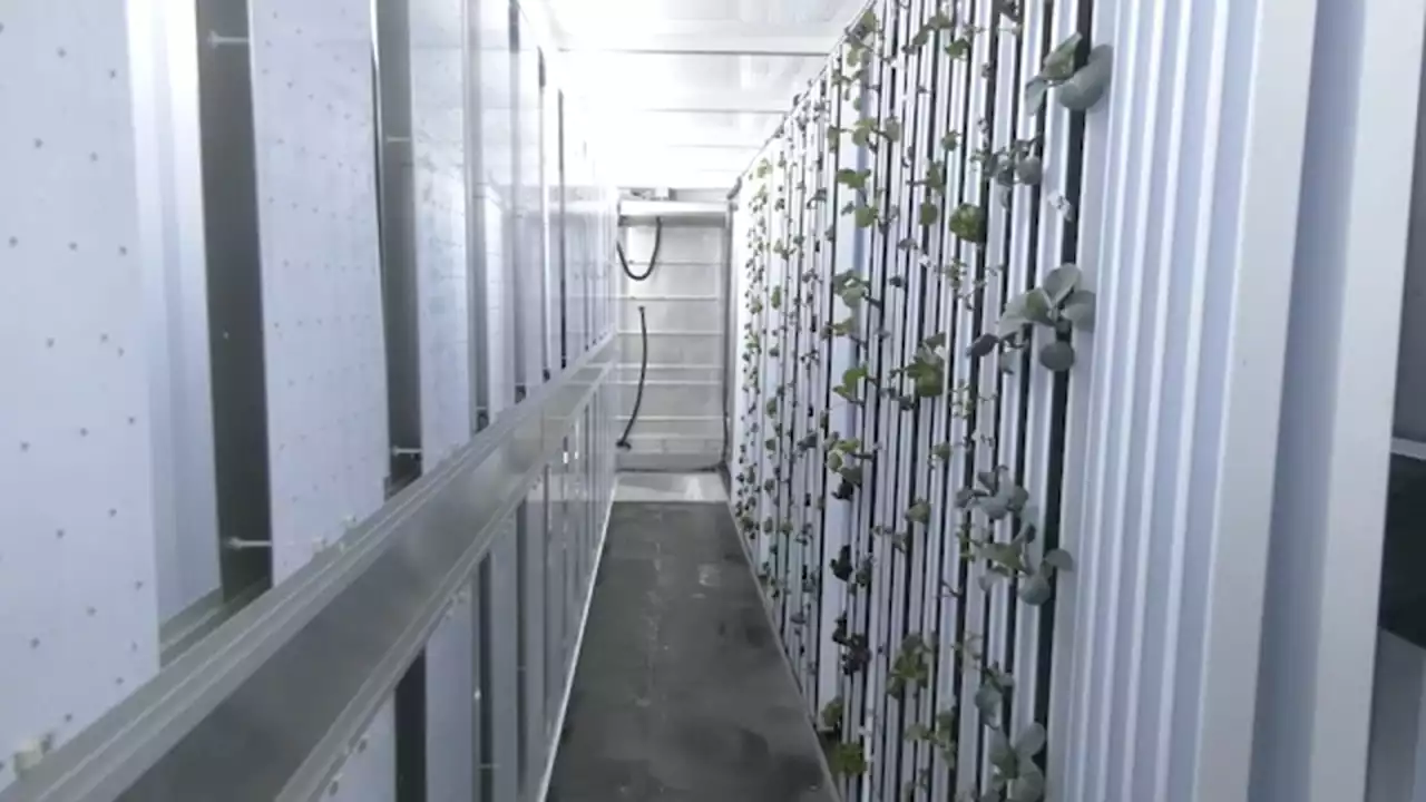 Mokena man grows urban farm in a shipping container in his driveway