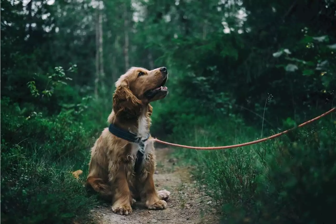 TÉMOIGNAGE J'ai forcé ma fille à donner son chien pour lui apprendre une leçon de vie