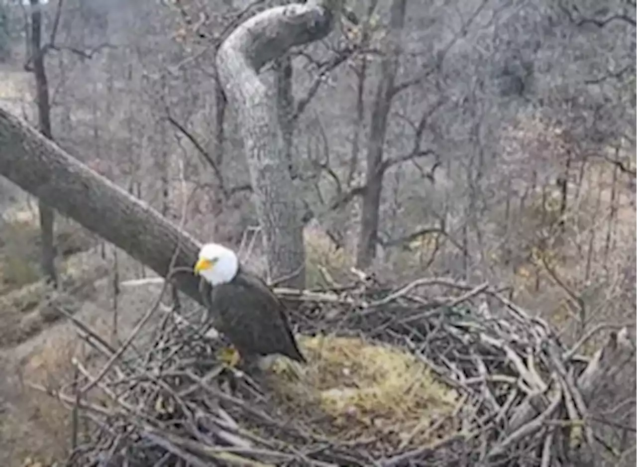 National Arboretum Eagles Are Back, Preparing Their Love Nest