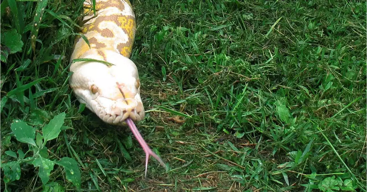 Missing woman, 54, found in stomach of 22-foot python, Indonesian officials say