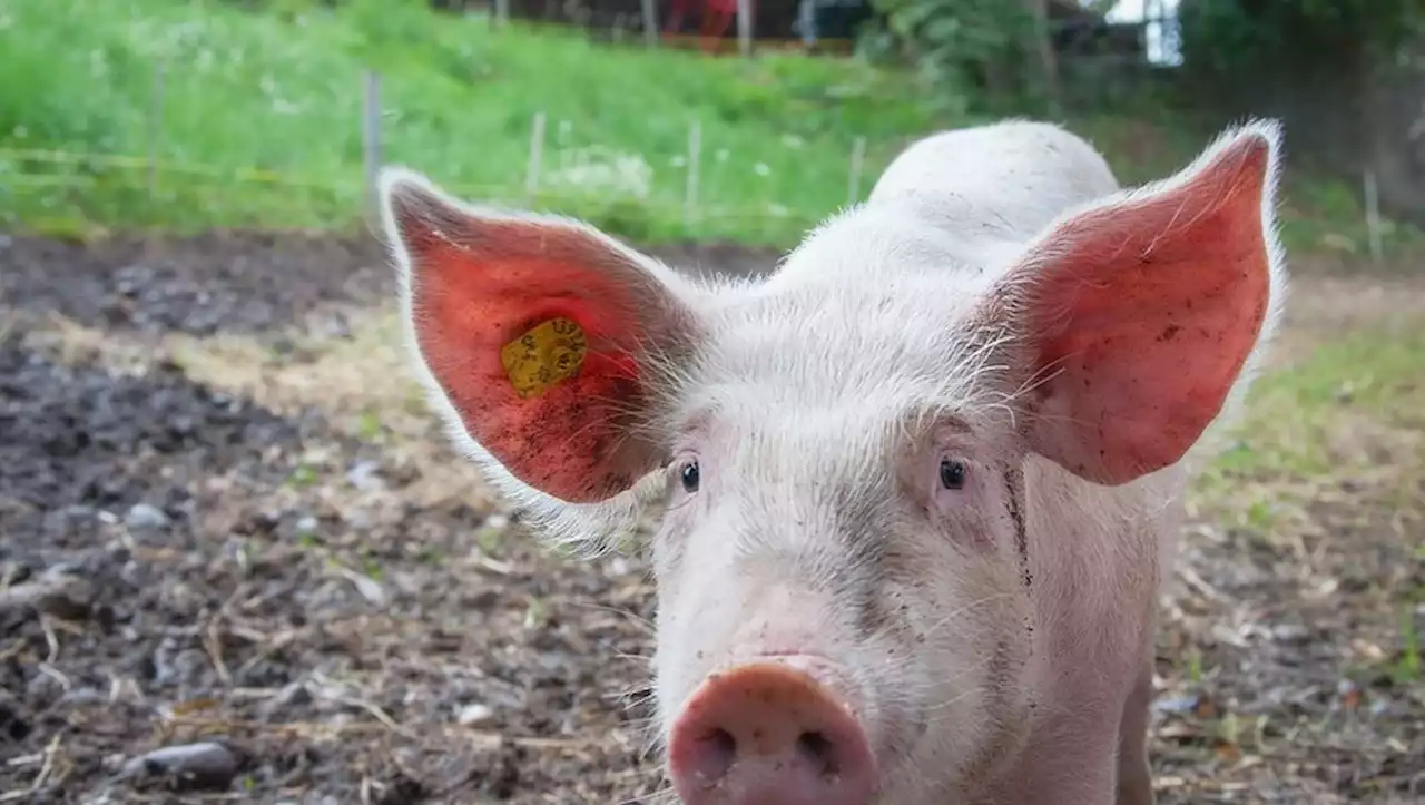 Un cochon nain tué à coups de pied dans la Drôme