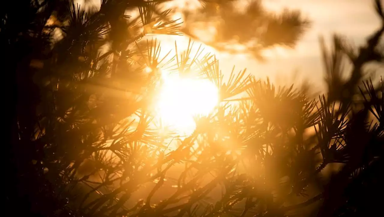 Vague de chaleur, effet de foehn, jusqu'à 30 °C dans le Sud... les prévisions météo ce jeudi