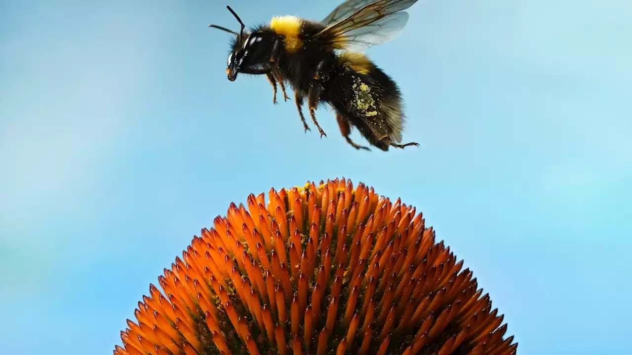 Do bees play? A groundbreaking study says yes.