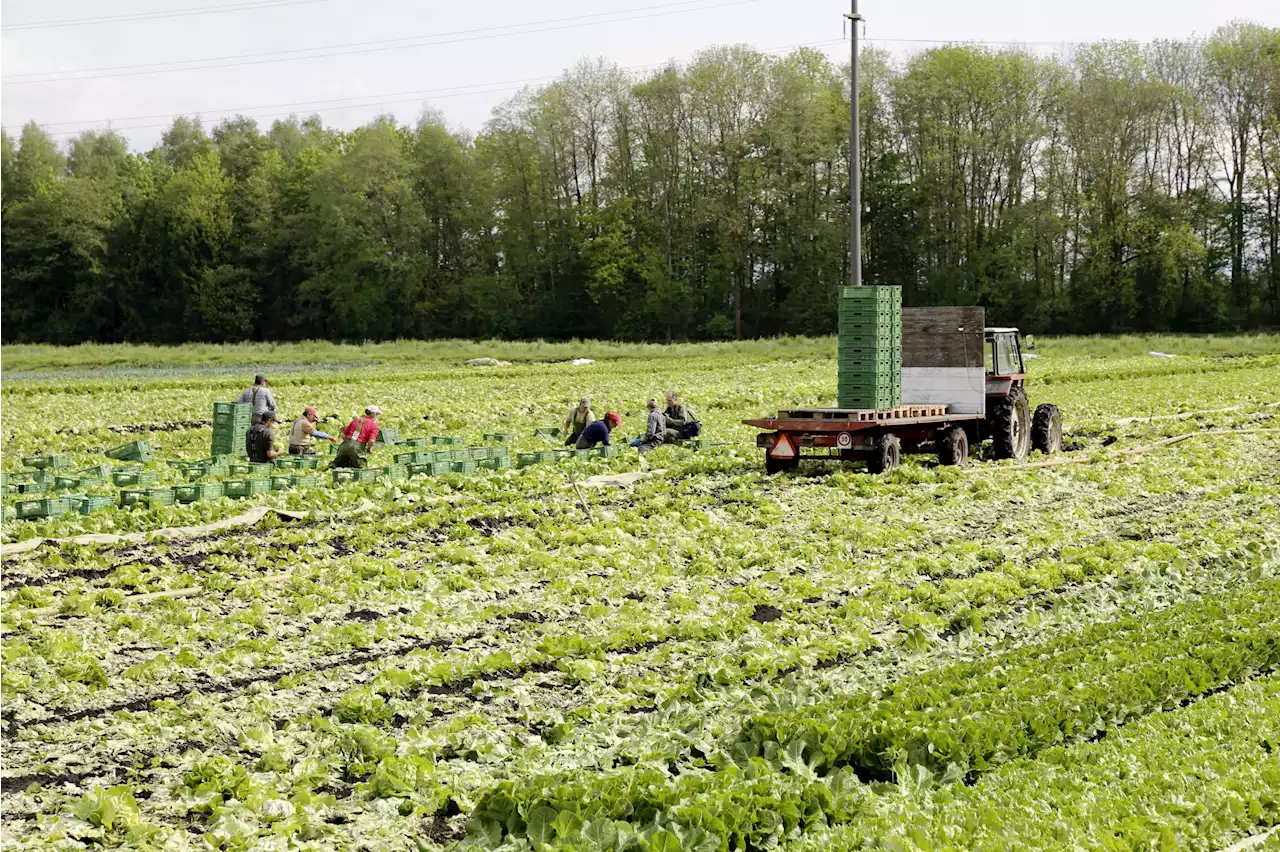 Landwirtschaft: Angestellte fordern 4% mehr Lohn - Schweizer Bauer