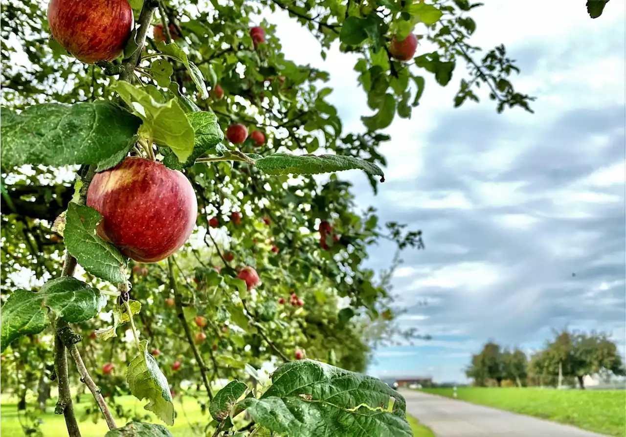 Herbstwanderung von Egnach bis nach Muolen