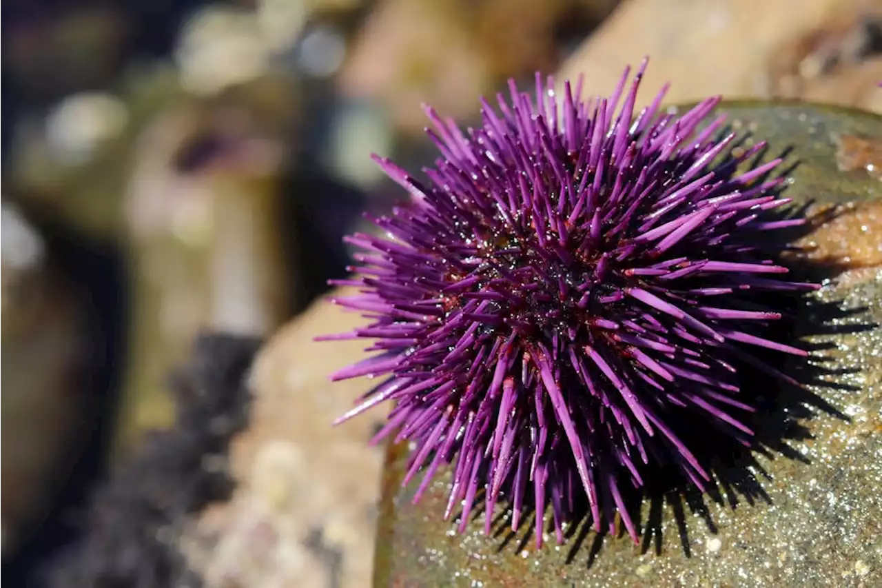 Purpleurchin: Cryptocurrency miners scour GitHub, Heroku