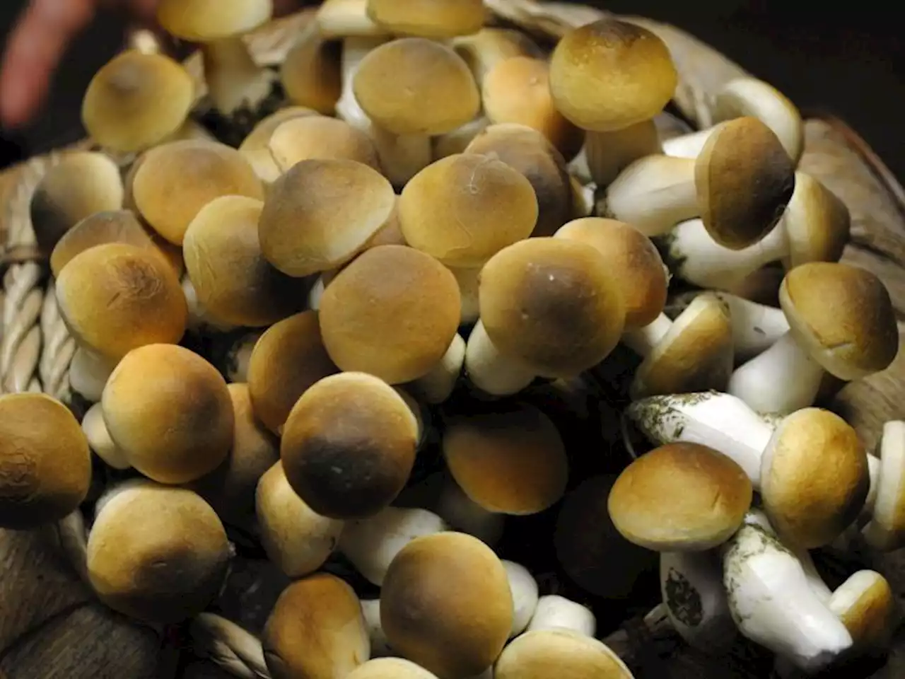 University of Guelph plant scientists approved to study magic mushrooms