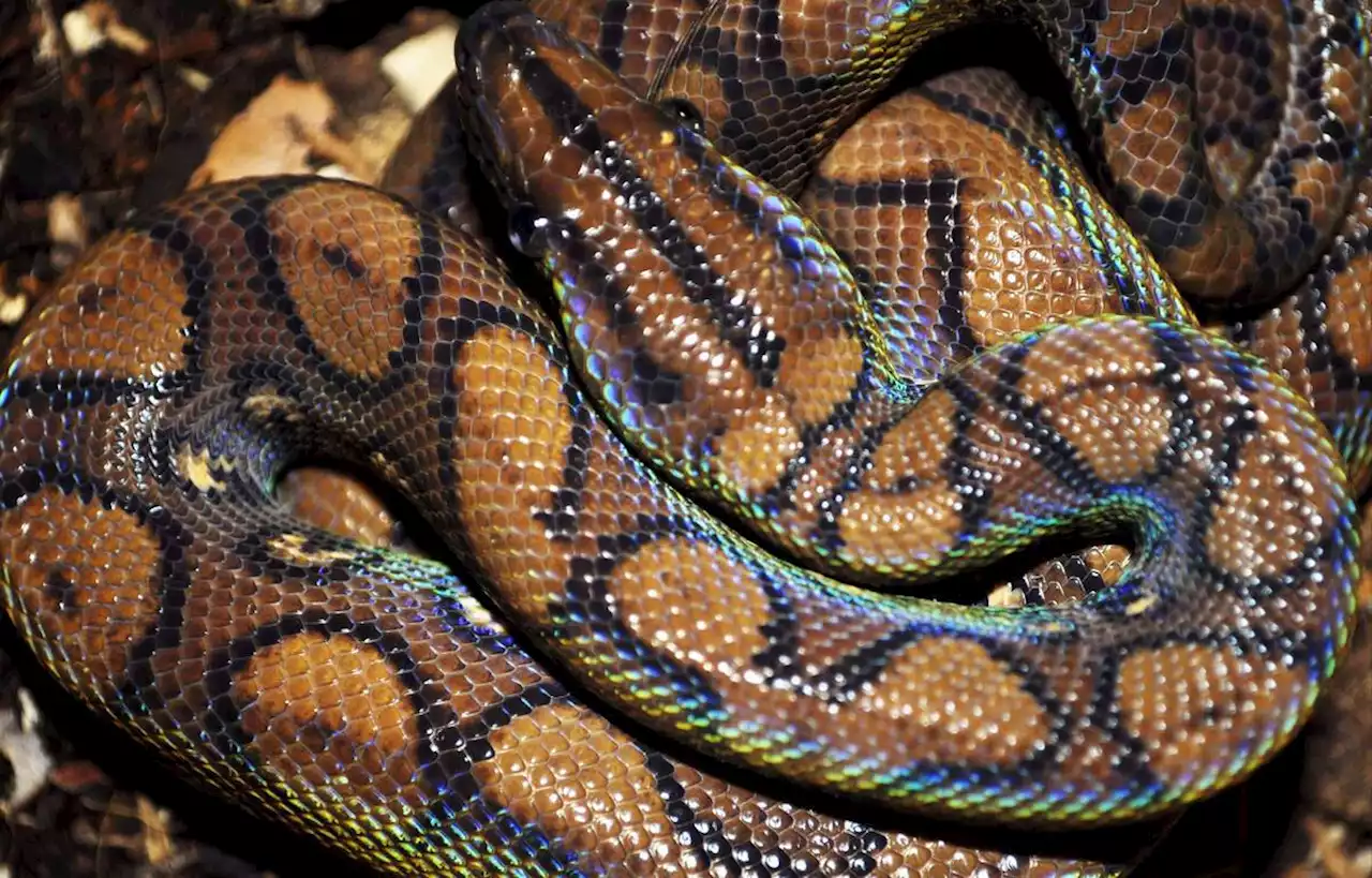 Une femme retrouvée morte dans le ventre d’un python géant en Indonésie