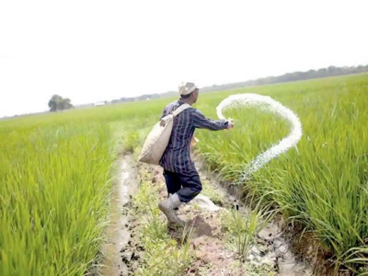 Pak to import fertilizer and wheat to meet food needs