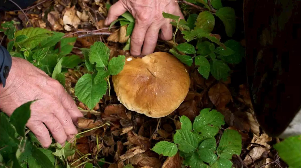 Pilze in Bayern können noch immer radioaktiv belastet sein