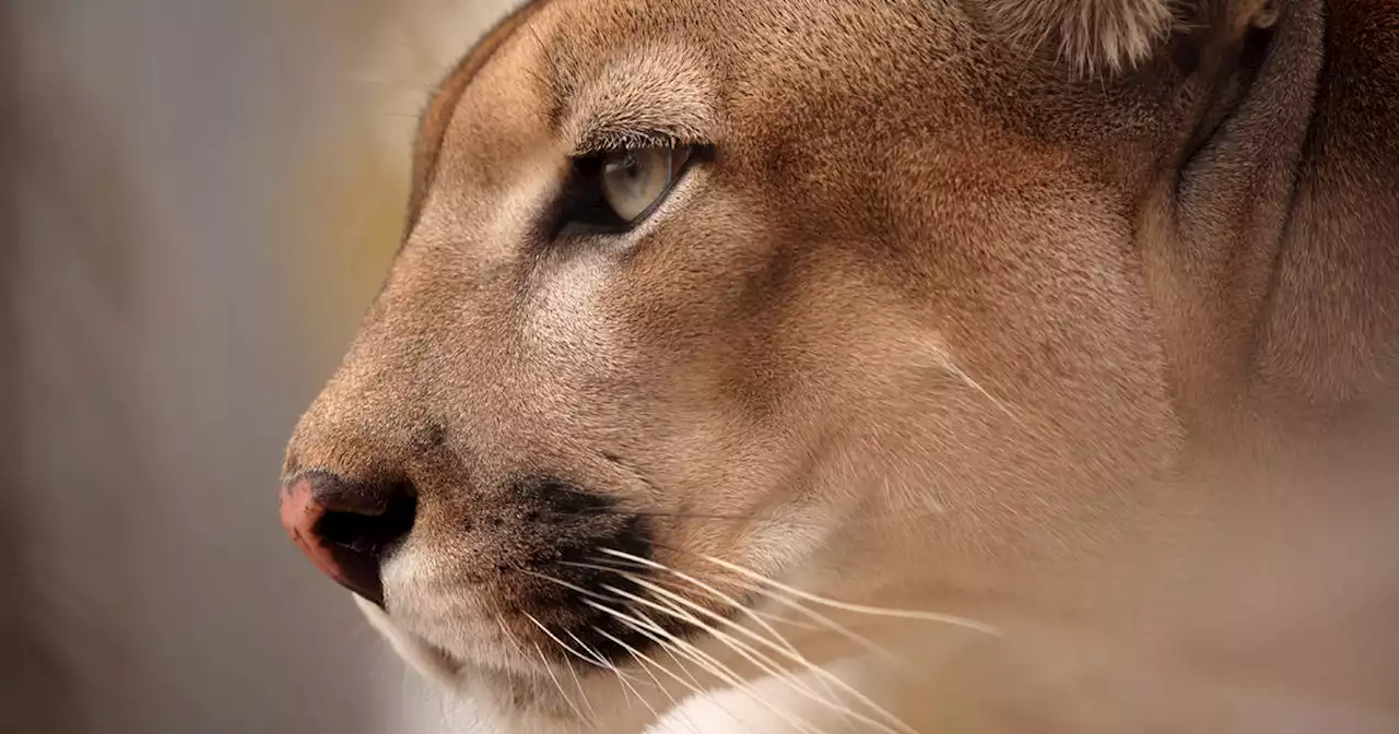 Mountain lion spotted roaming in Springfield area