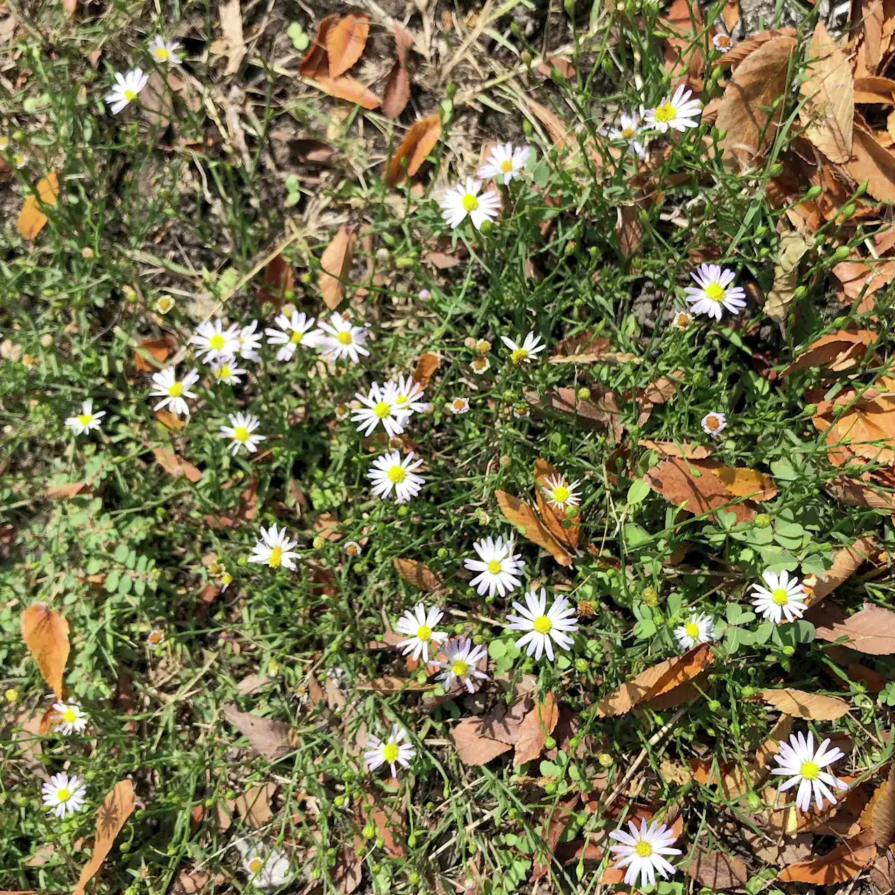 Purpleheart dies in winter weather but re-emerges in spring