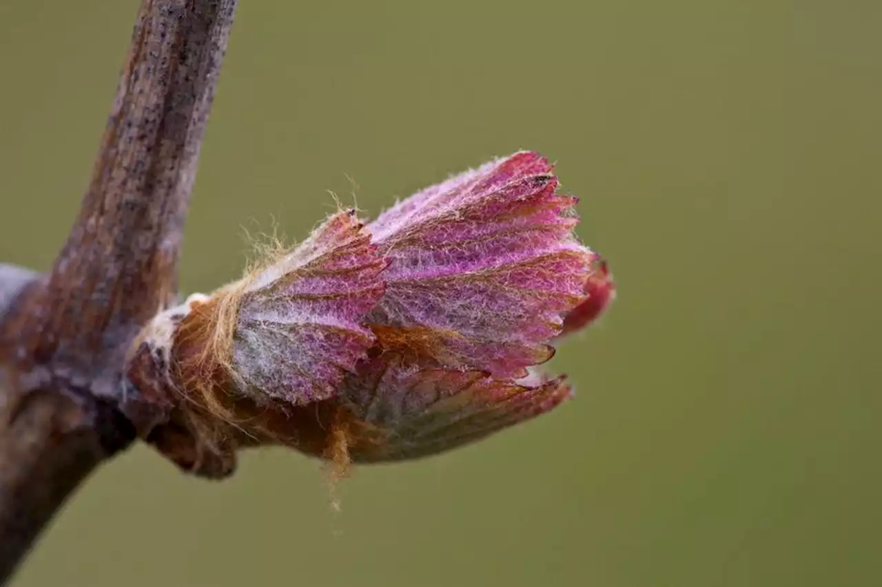 Chaleur d'automne en Occitanie : les vignes bourgeonnent mais ça n'inquiète pas les viticulteurs