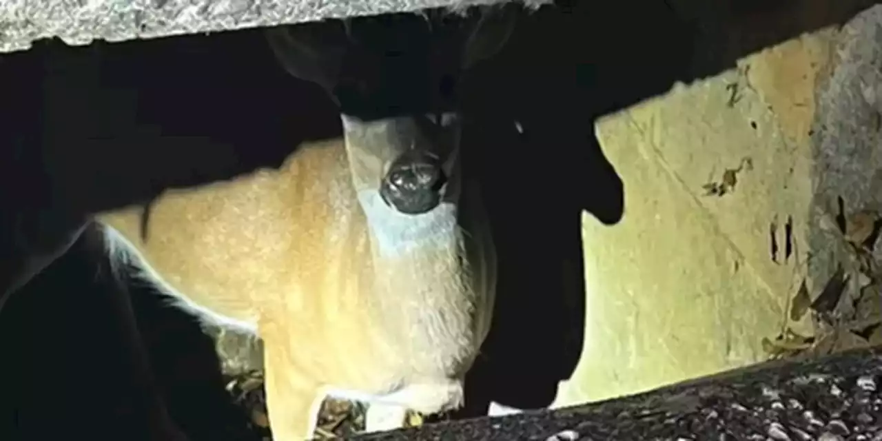 Deer trapped in sewer rescued by Troy Fire Department