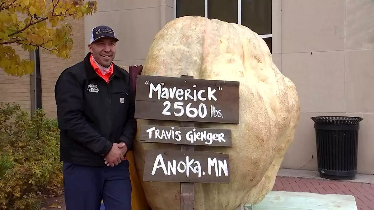 Massive Anoka pumpkin being carved into world’s largest jack-o-lantern