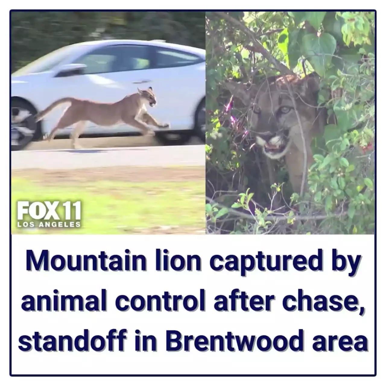 Mountain lion in Brentwood prompts school lockdown, causes traffic woes before capture