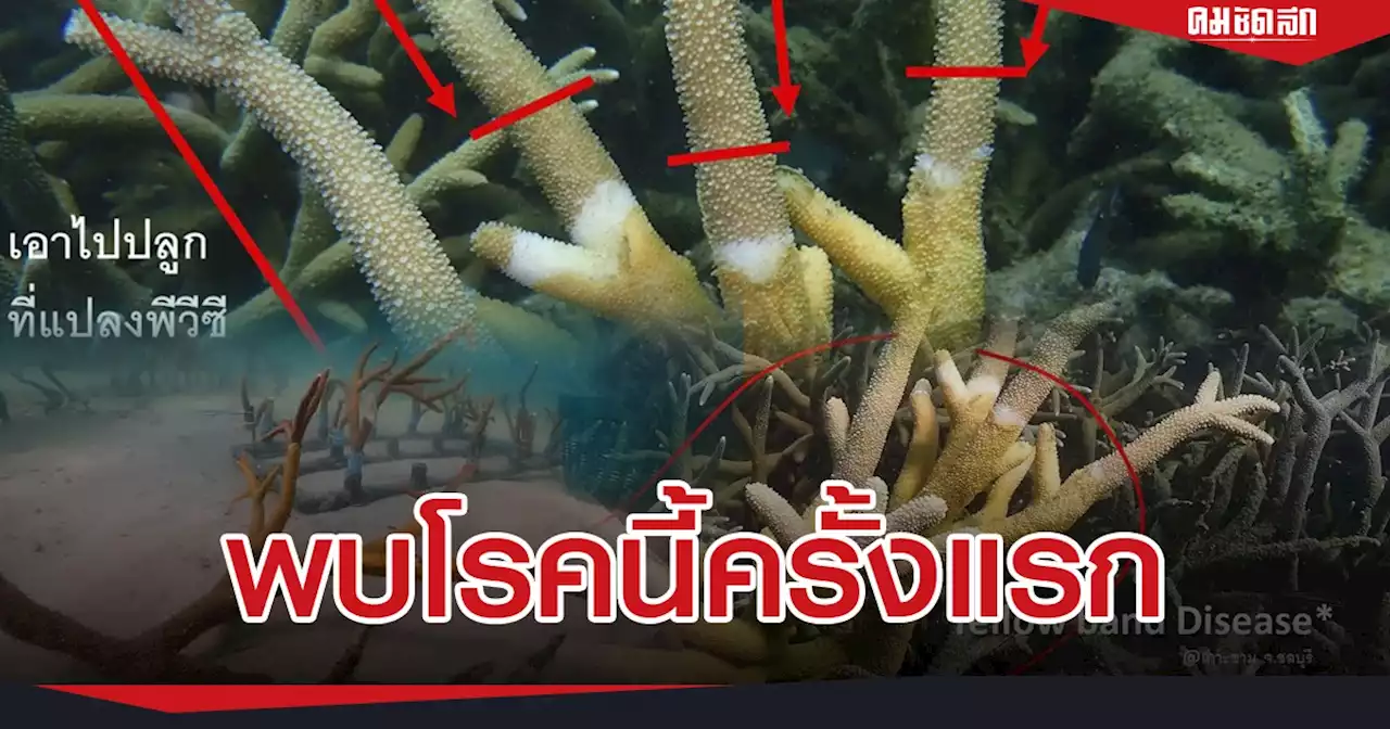 ทช.ออกแถลงการณ์ 'โรคปะการังแถบสีเหลือง' พบโรคนี้ครั้งแรกในไทย