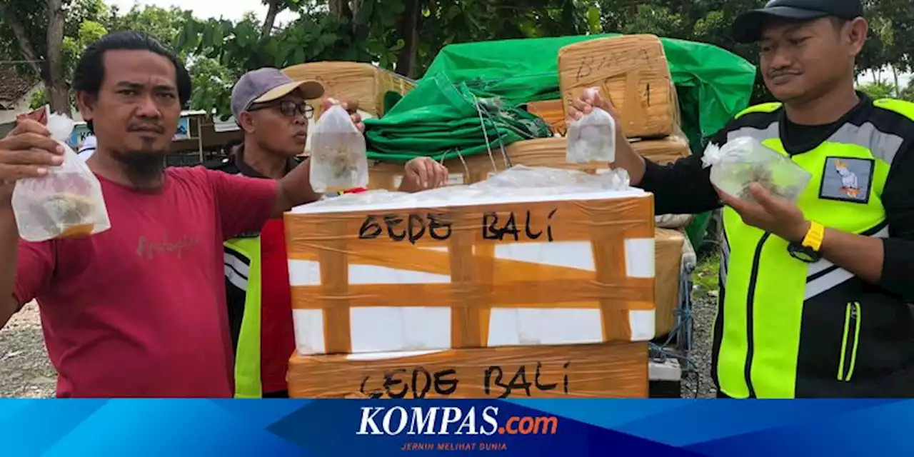 Penyeludupan 22 Boks Terumbu Karang di Bima Digagalkan