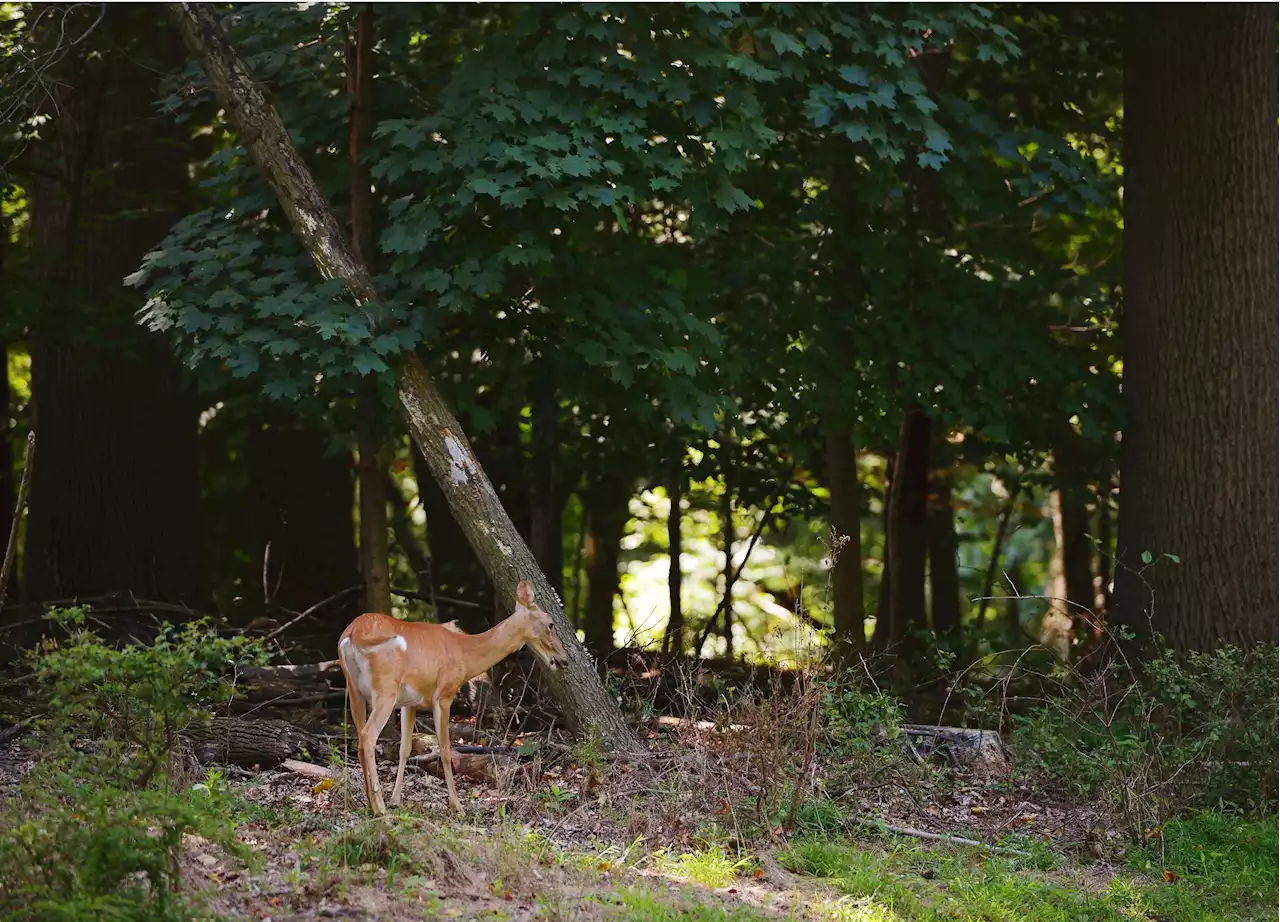 Celebrity bowhunters plead guilty in massive animal poaching case