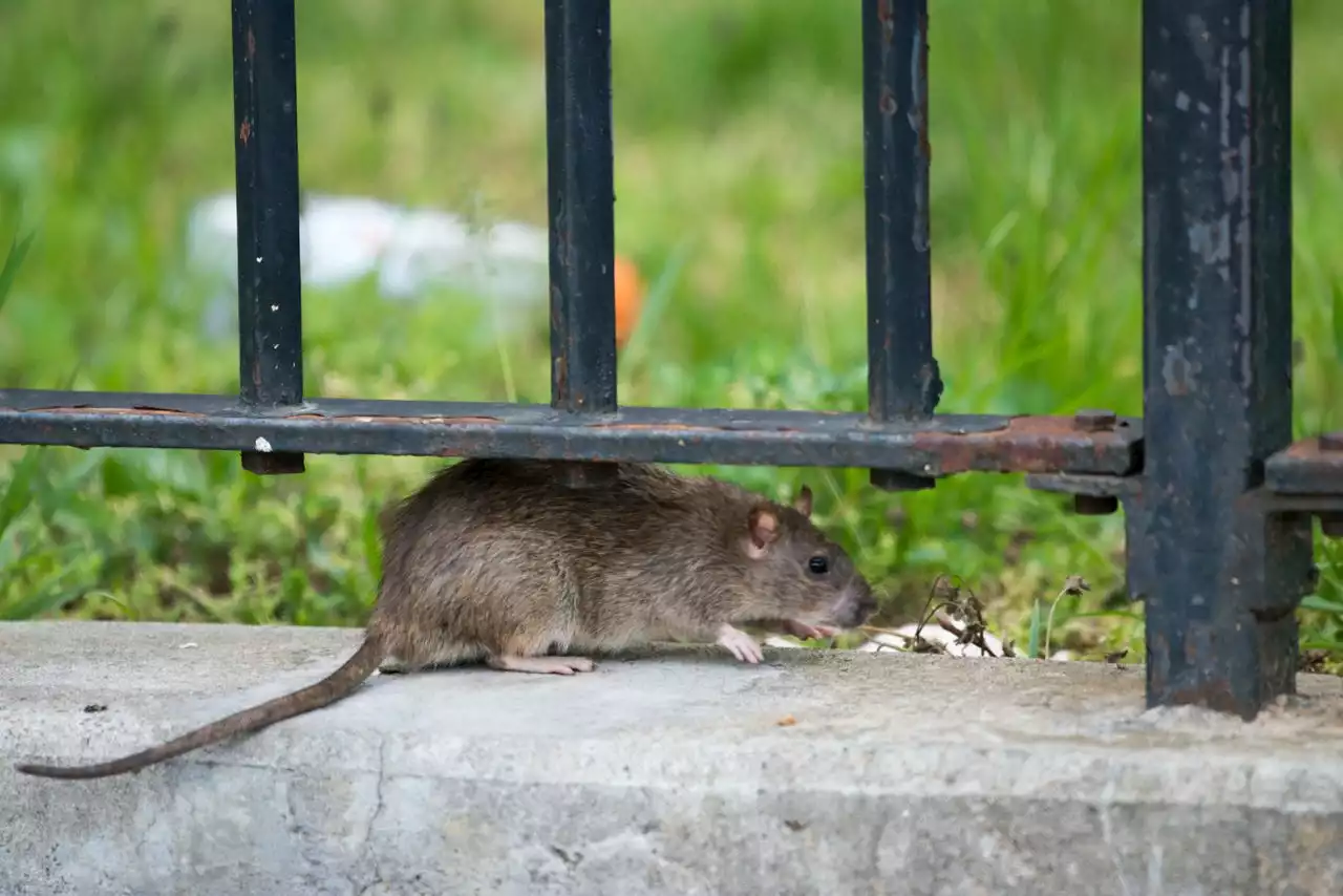 ‘Rat Action Plan’: New York City bills would set pest management rules, zones, reports