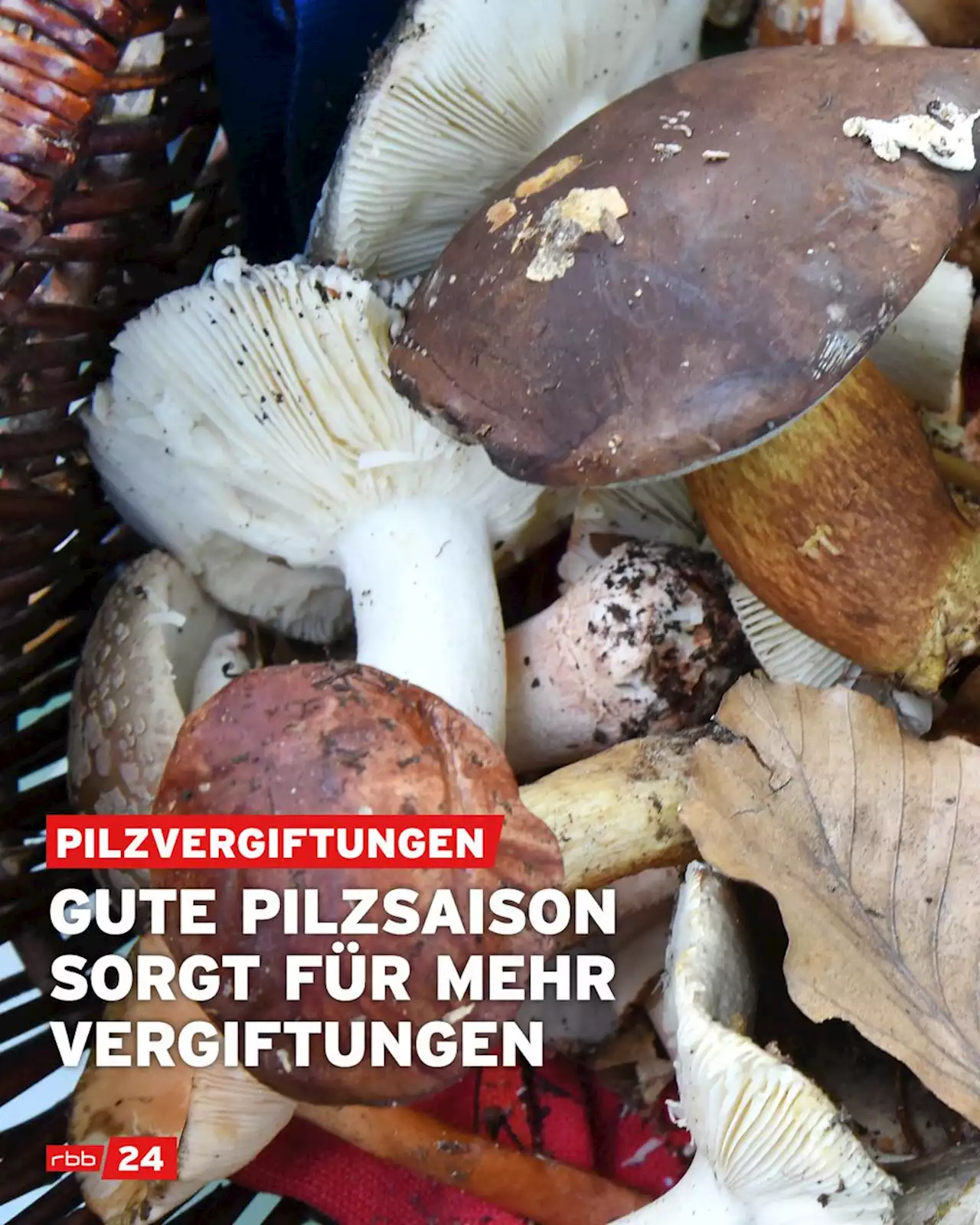 Gute Saison für Pilzsammler - aber auch erhöhtes Risiko für Vergiftungen