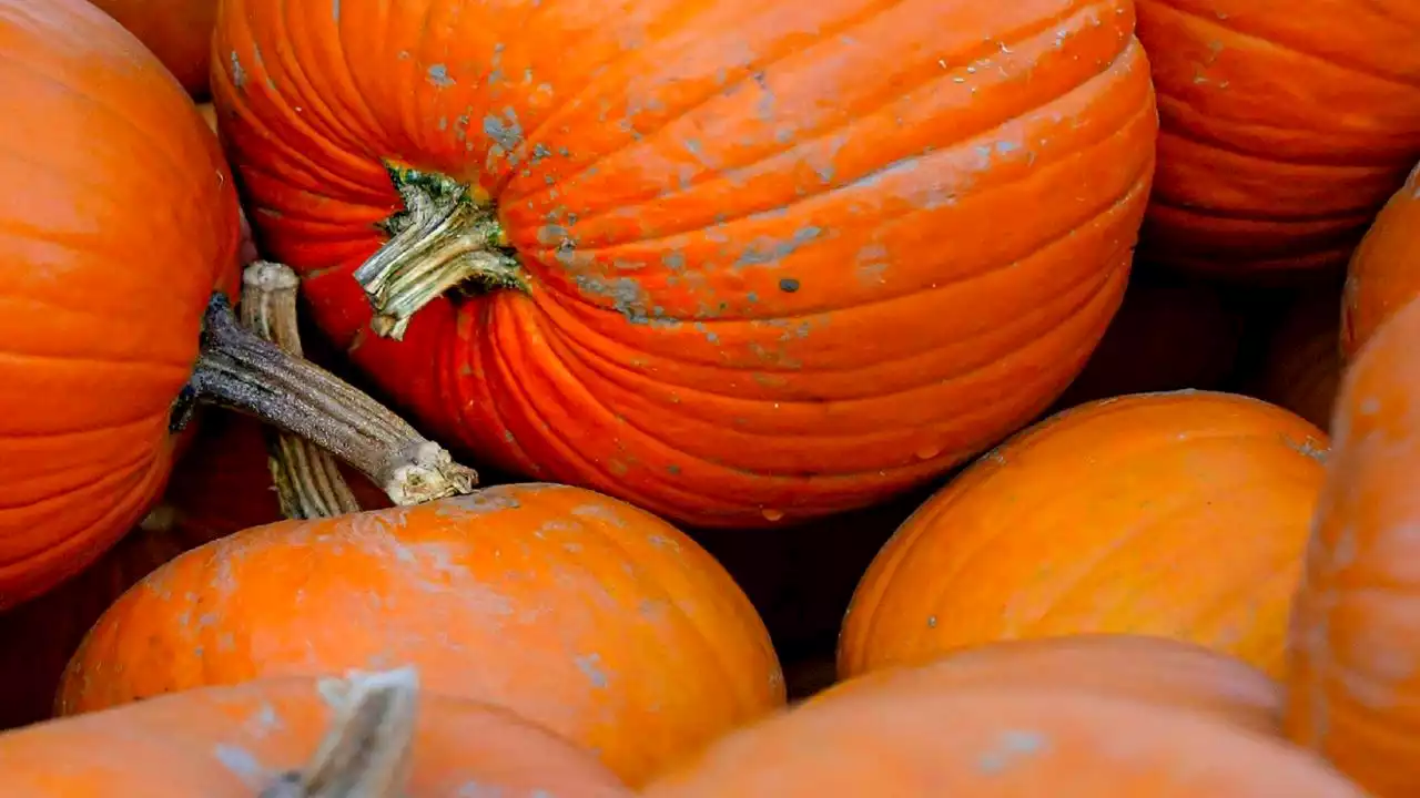 What to expect at Boo at the Zoo in Fort Worth this weekend