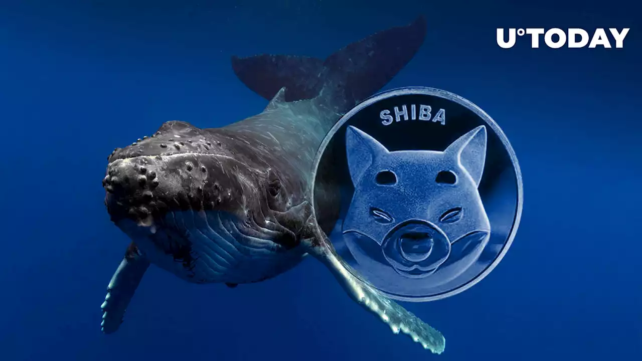 Shiba Inu: Mysterious Whales Move Trillions of SHIB as Transactions Jump 154%