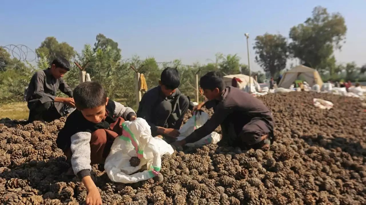 Mengapa Negara-negara Muslim Kaya Tidak Banyak Membantu Afghanistan?