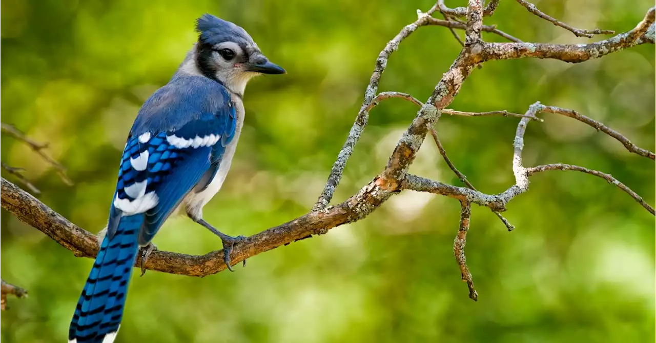 Birds Good for Our Mental Health, Study Finds