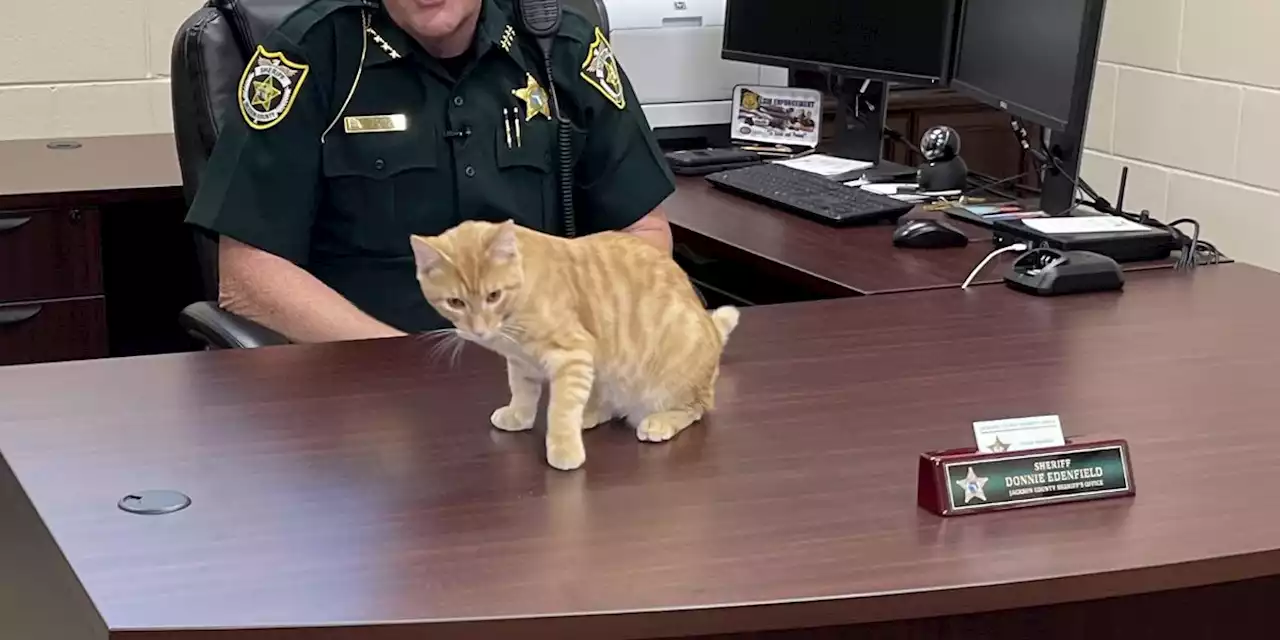 Jackson County Sheriff adopts Feline Deputy ‘Sniper’