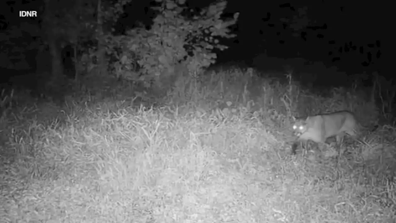 Mountain lion in Illinois: Springfield cougar sedated, taken to Indiana refuge, DNR says