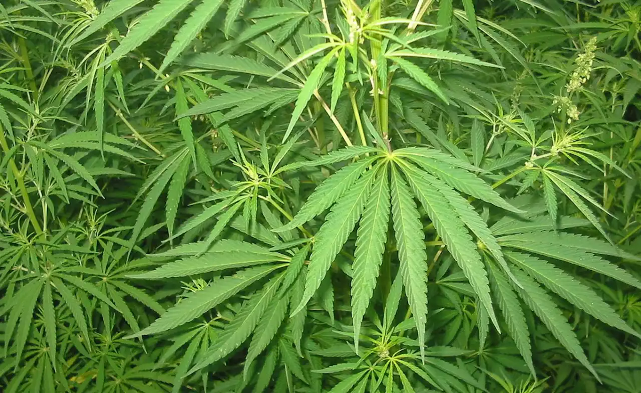 Africa: Weed for Export - Raising African Economies High On Medical Marijuana